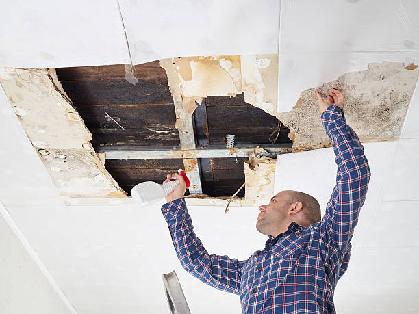 Why You Should Choose Our Mold Remediation Services in Mount Pleasant, WI